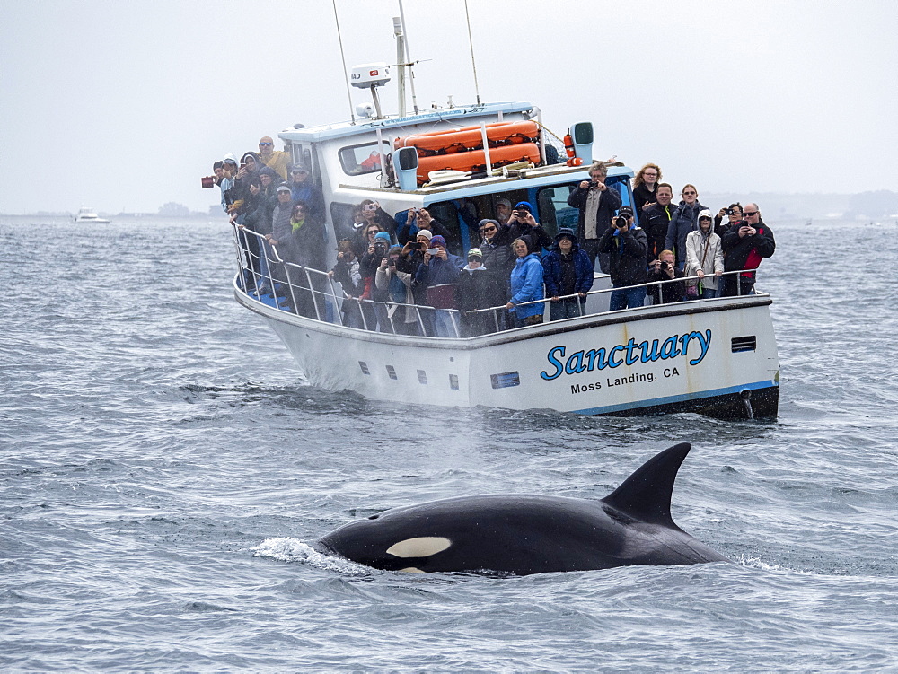 Transient killer whale (Orcinus orca), near whale watching boat, Monterey Bay National Marine Sanctuary, California, United States of America, North America