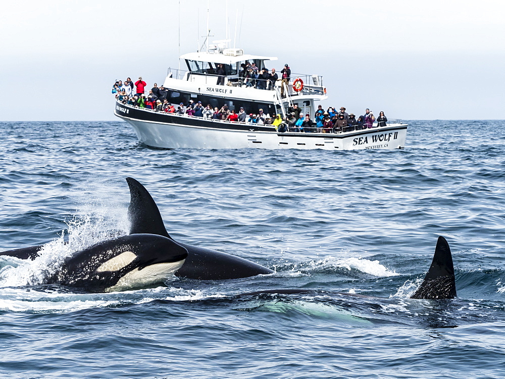 Transient killer whales (Orcinus orca), near whale watching boat, Monterey Bay National Marine Sanctuary, California, United States of America, North America