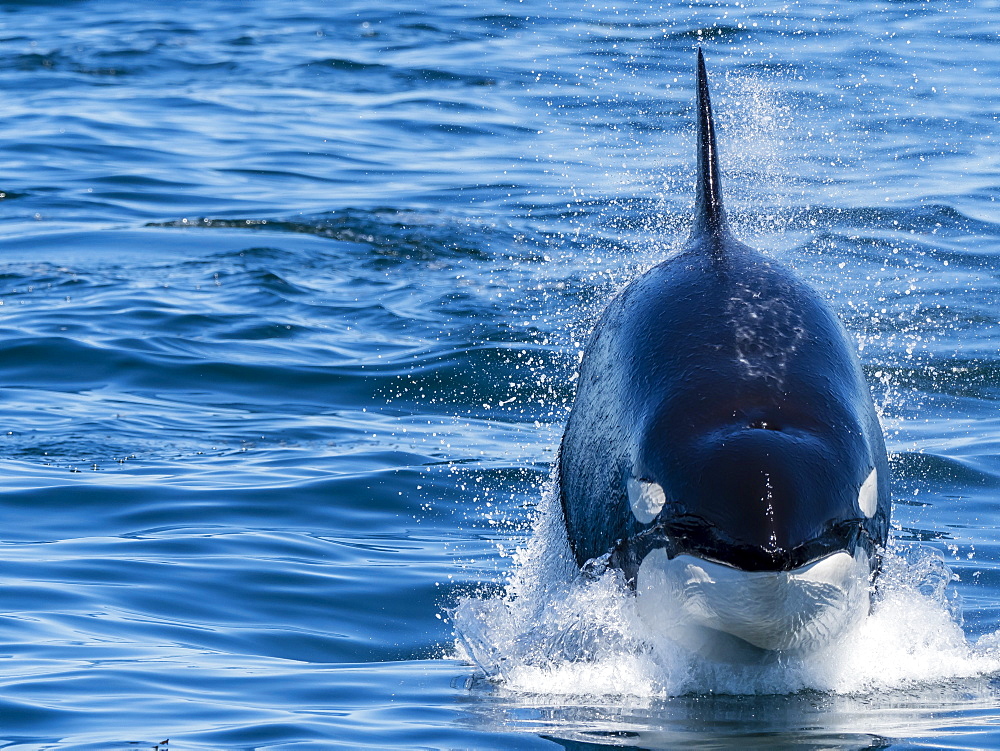 Transient killer whale (Orcinus orca), power lunging, Monterey Bay National Marine Sanctuary, California, United States of America, North America