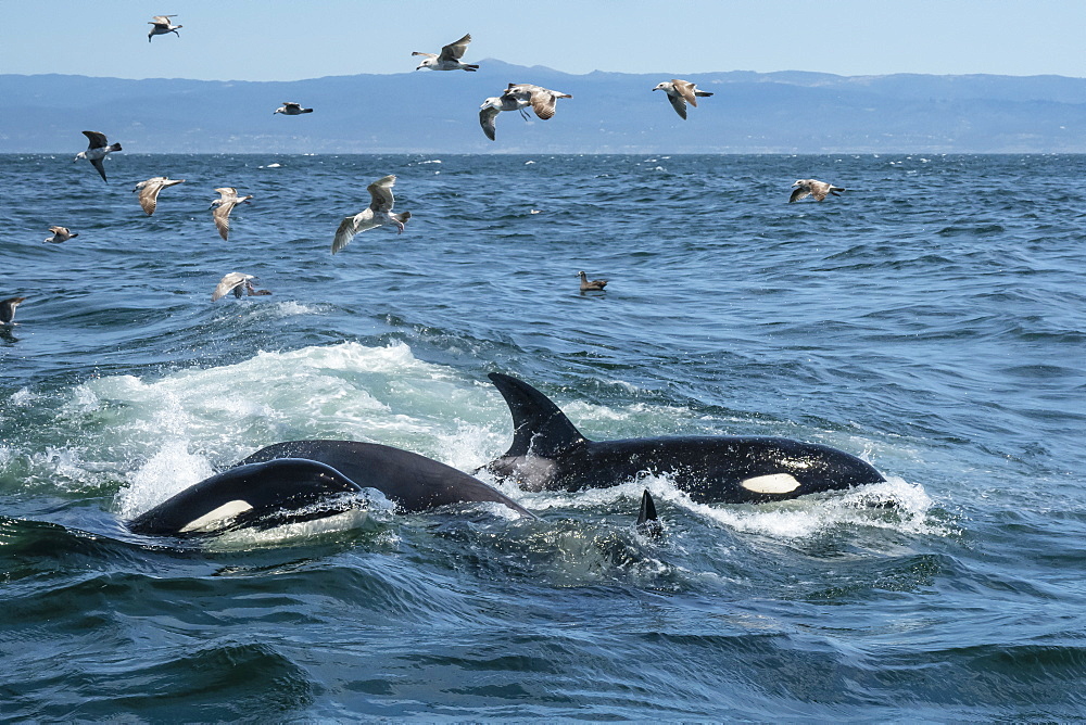 Transient killer whales (Orcinus orca), feeding on a California grey whale calf, Monterey Bay, California, United States of America, North America