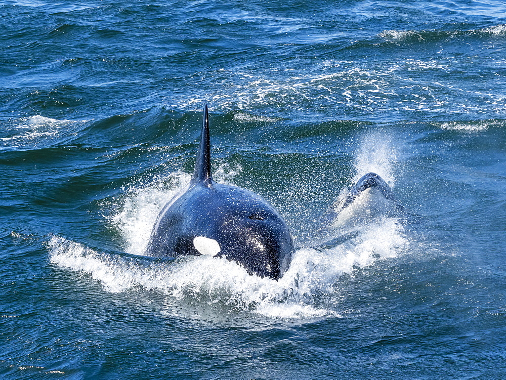 Transient killer whales (Orcinus orca), pursuing a California grey whale calf, Monterey Bay, California, United States of America, North America