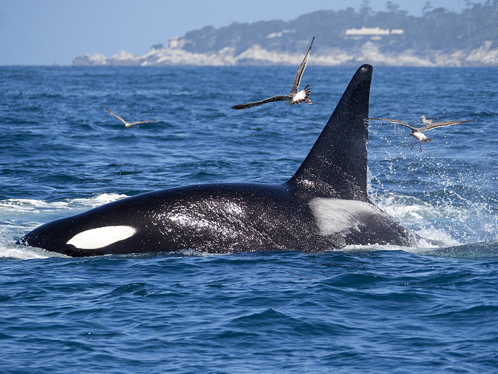 Transient killer whale (Orcinus orca) killing a California grey whale calf, Fishermans Cove, Carmel, California, United States of America, North America