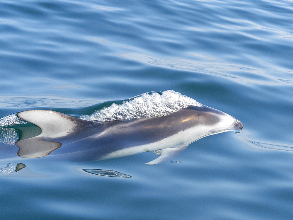 Adult Pacific white-sided dolphin (Lagenorhynchus obliquidens), in Monterey Bay, California, United States of America, North America