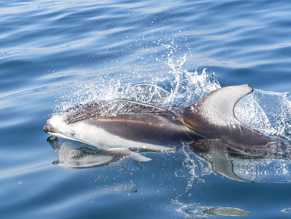 Adult Pacific white-sided dolphin (Lagenorhynchus obliquidens), in Monterey Bay, California, United States of America, North America