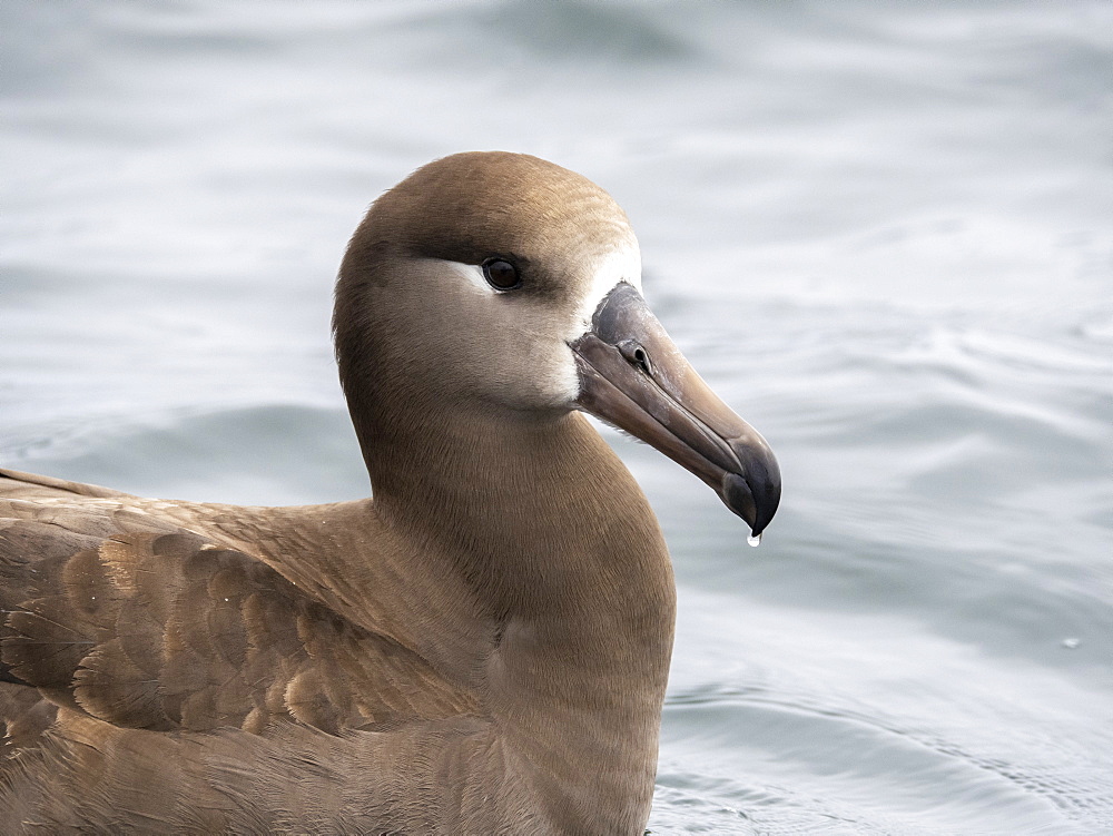 An adult black-footed albatross (Phoebastria nigripes), resting on the sea, Monterey Bay, California, United States of America, North America