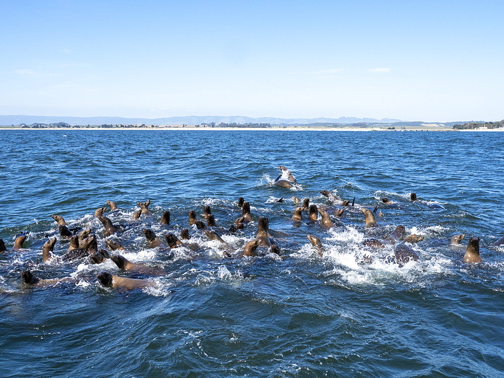 Adult California sea lions (Zanclus californianus), in Monterey Bay National Marine Sanctuary, California, United States of America, North America