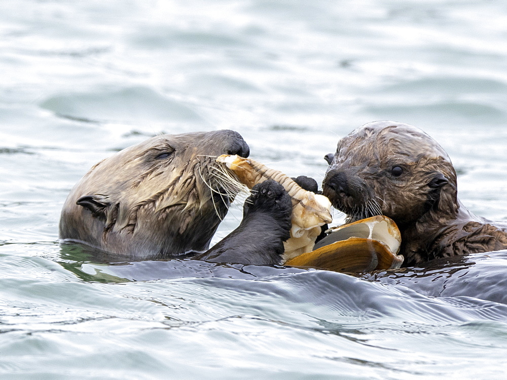 A mother and pup sea otter (Enhydra lutris), sharing a clam meal in Elkhorn Slough near Moss Landing, California, United States of America, North America