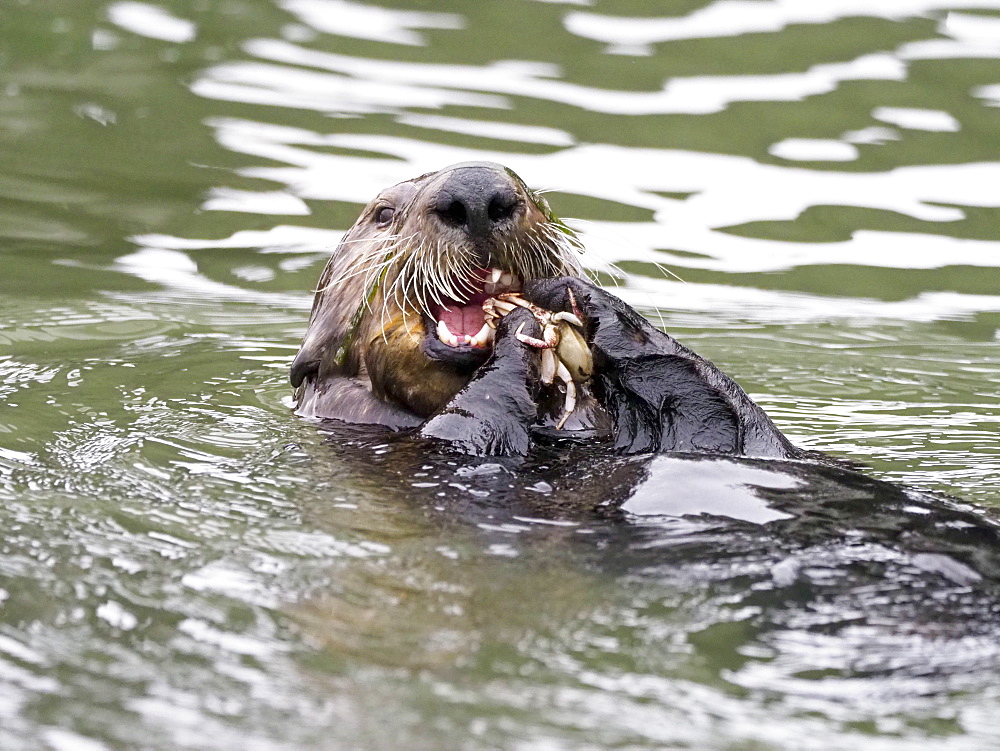 An adult female sea otter (Enhydra lutris), feeding on a crab in Elkhorn Slough near Moss Landing, California, United States of America, North America