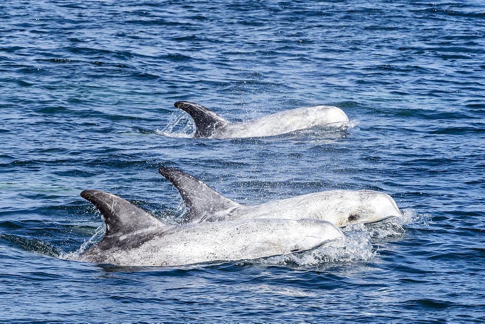 Adult Risso's dolphins (Grampus griseus) surfacing in Monterey Bay National Marine Sanctuary, California, United States of America, North America