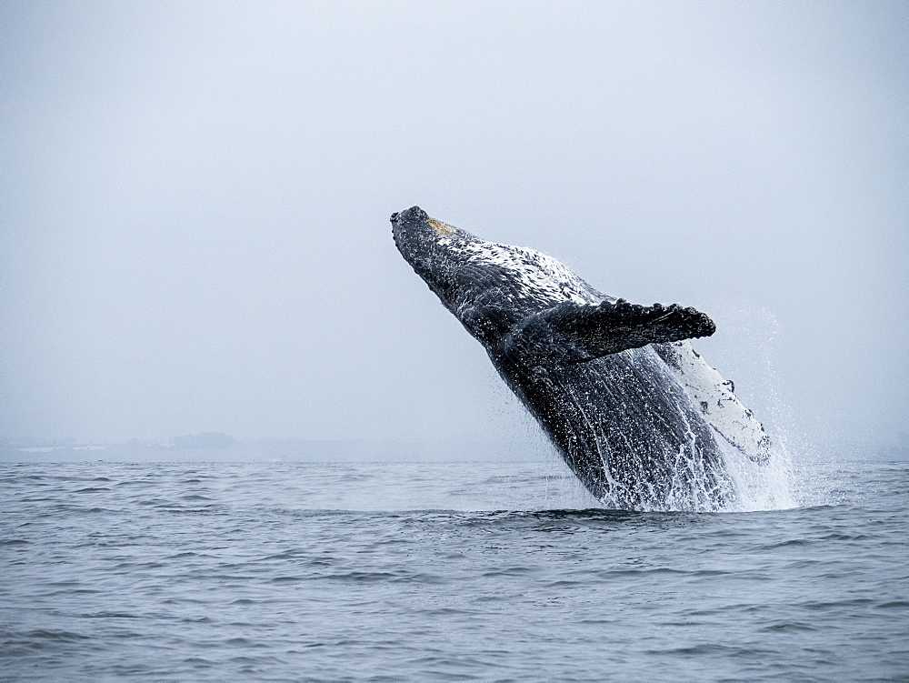 Humpback whale (Megaptera novaeangliae), breaching in Monterey Bay National Marine Sanctuary, California, United States of America, North America