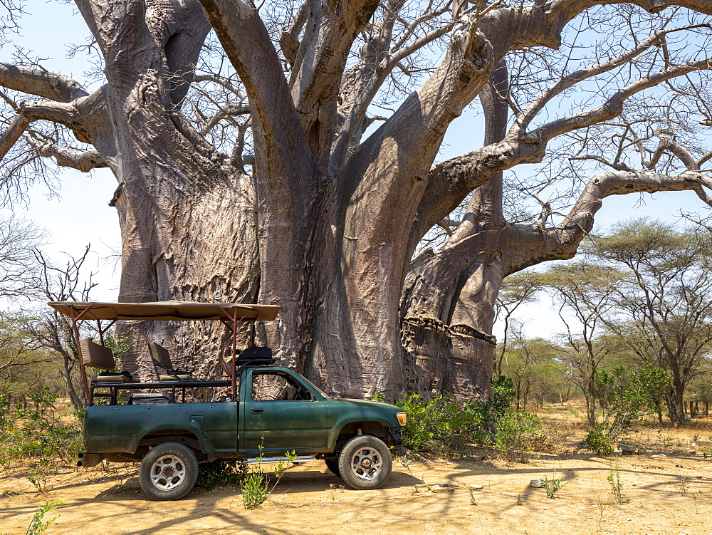 A large African baobab (Adansonia digitata), reputed to be one of the largest in the country, Save Valley, Zimbabwe, Africa