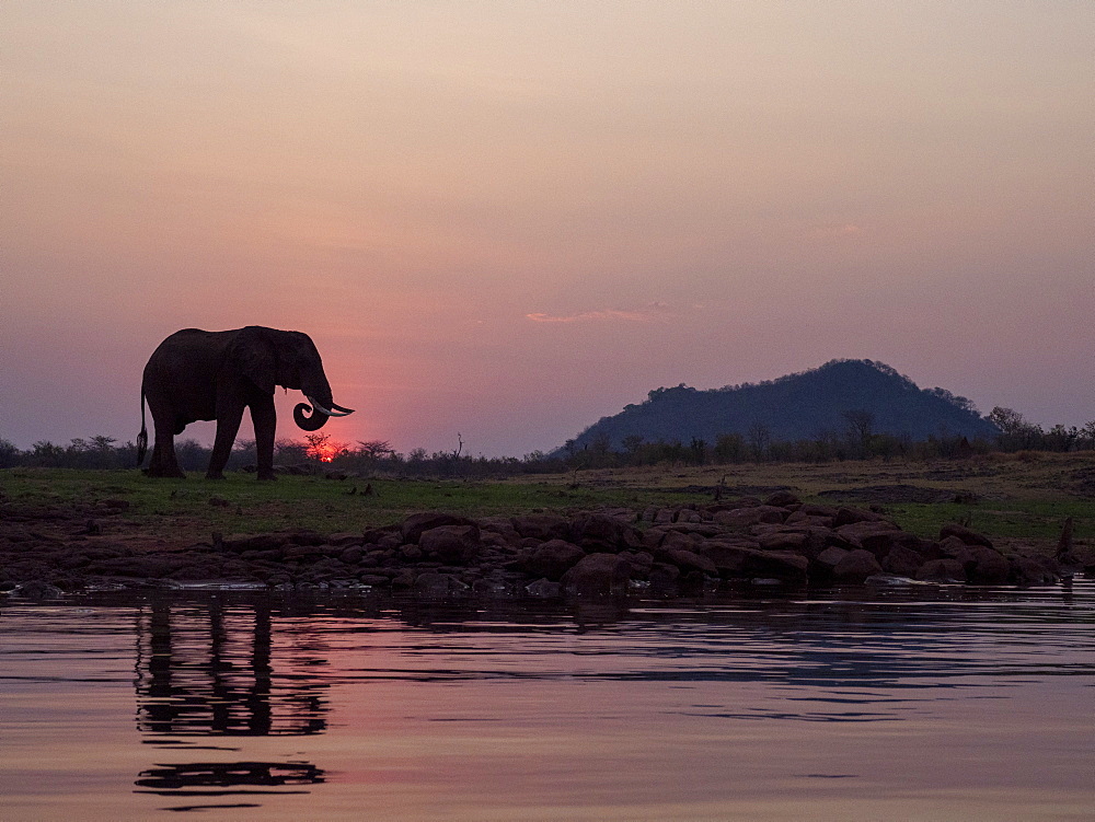 An adult African bush elephant (Loxodonta africana) at sunset on the shore of Lake Kariba, Zimbabwe, Africa