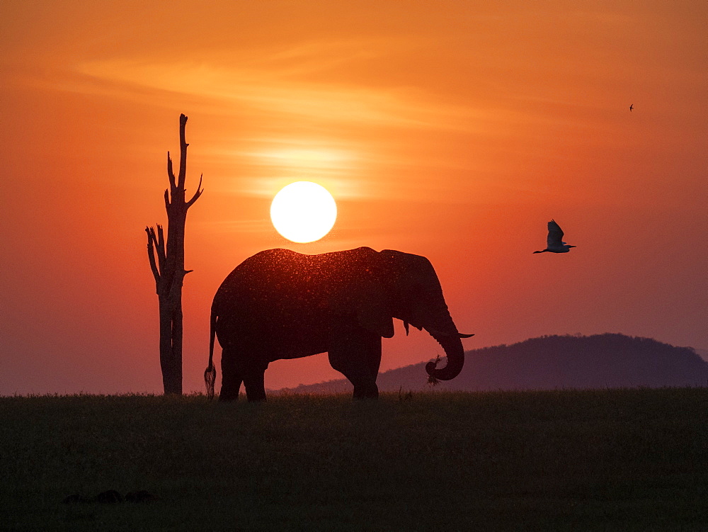 An adult African bush elephant (Loxodonta africana) at sunset on the shoreline of Lake Kariba, Zimbabwe, Africa