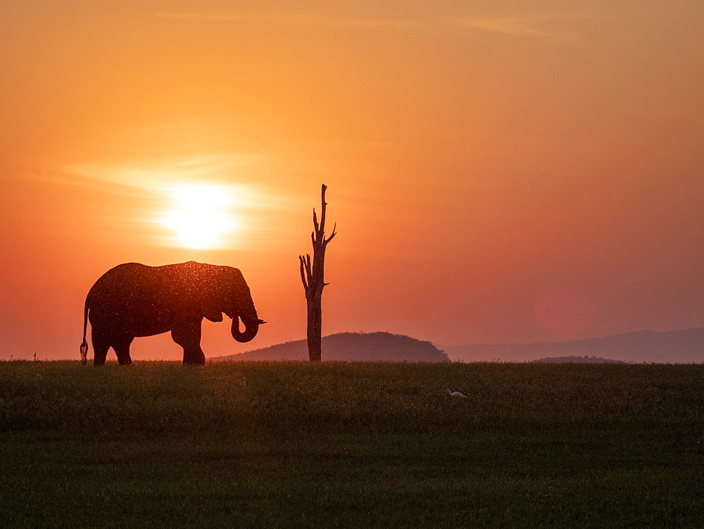 An adult African bush elephant (Loxodonta africana) at sunset on the shoreline of Lake Kariba, Zimbabwe, Africa