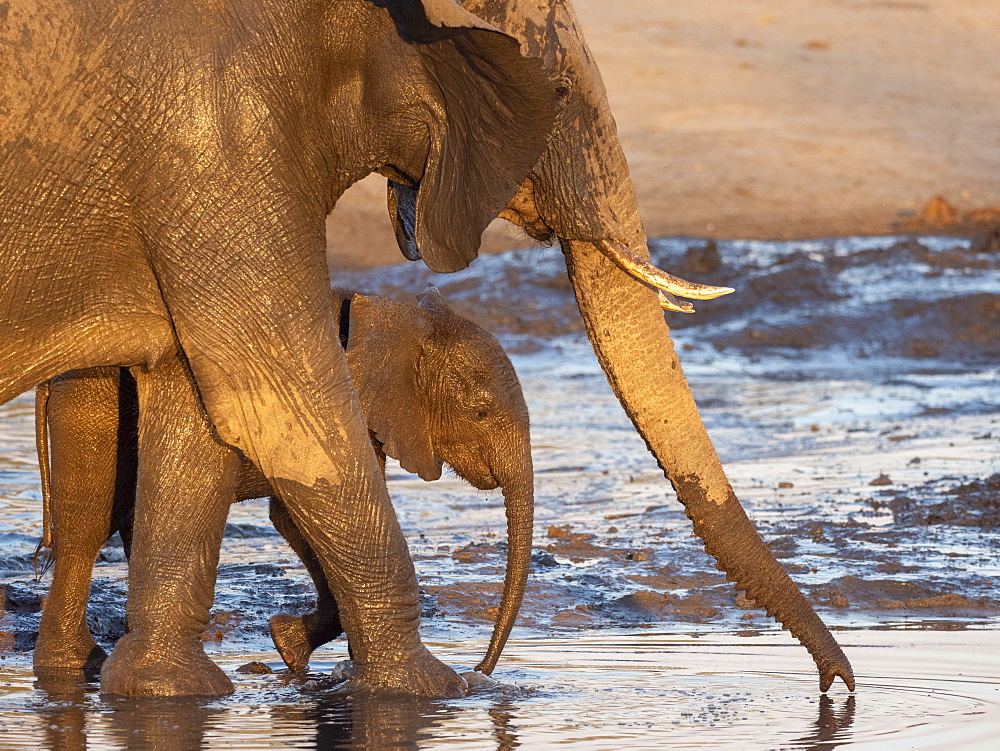 African bush elephant mother and calf (Loxodonta africana), at a watering hole in Hwange National Park, Zimbabwe, Africa