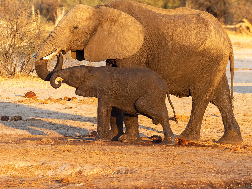 African bush elephant mother and calf (Loxodonta africana), at a watering hole in Hwange National Park, Zimbabwe, Africa