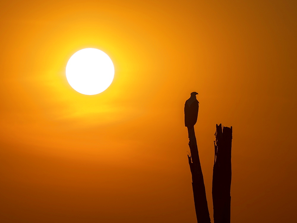 An adult African fish eagle (Haliaeetus vocifer), perched at sunset on the shores of Lake Kariba, Zimbabwe, Africa