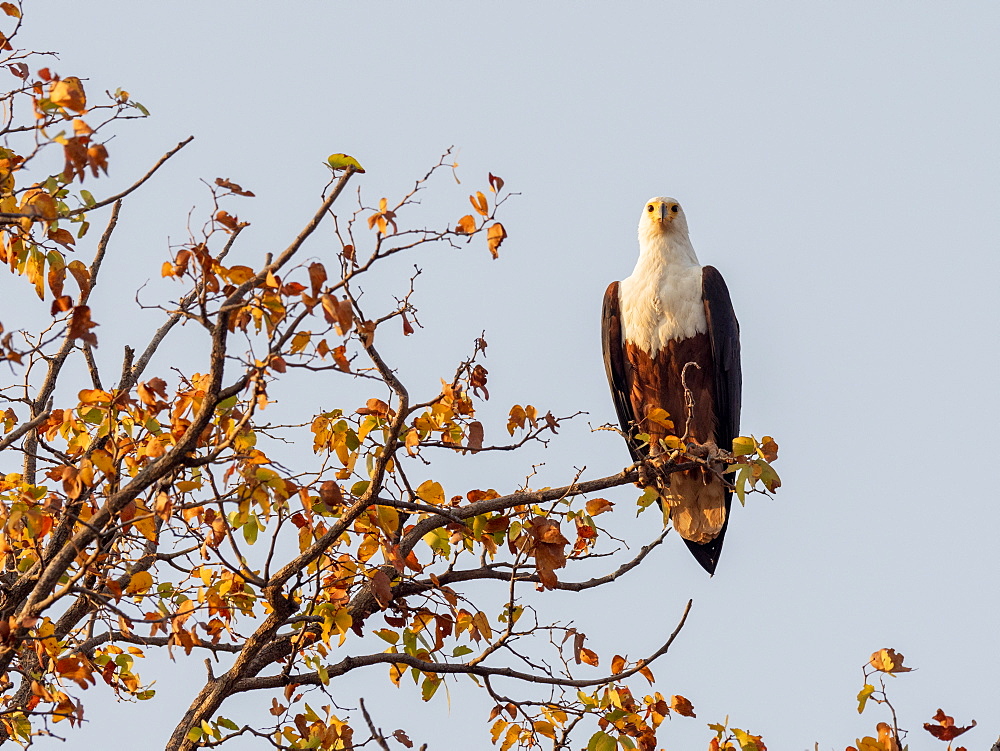 An adult African fish eagle (Haliaeetus vocifer), perched on the shores of Lake Kariba, Zimbabwe, Africa