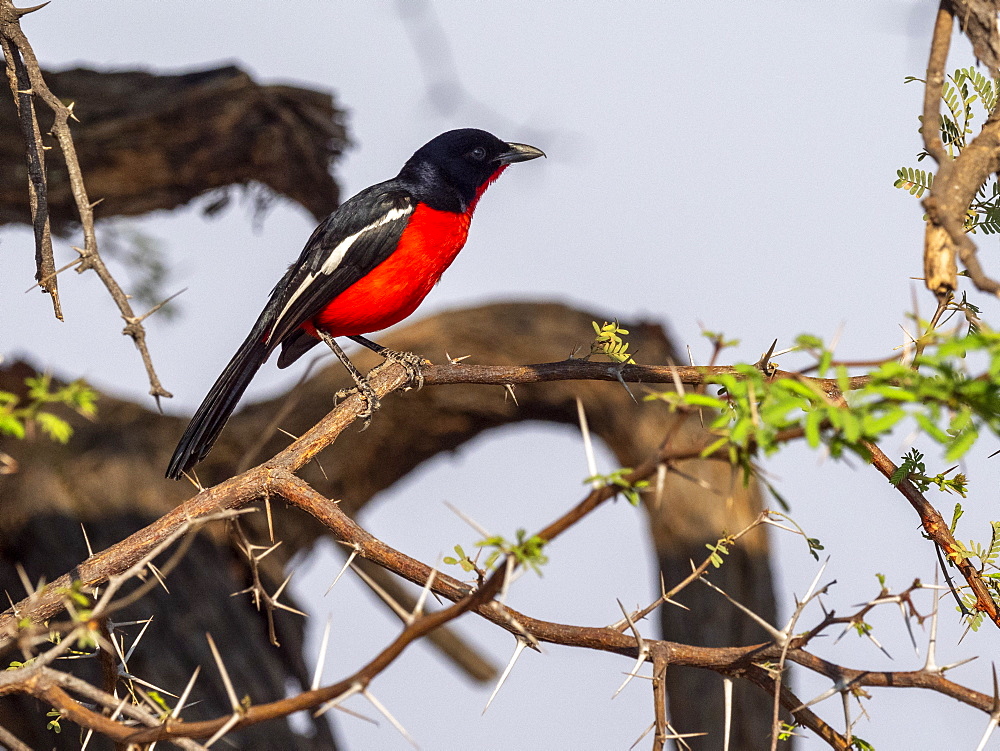 An adult crimson-breasted shrike (Laniarius atrococcineus), in Hwange National Park, Zimbabwe, Africa