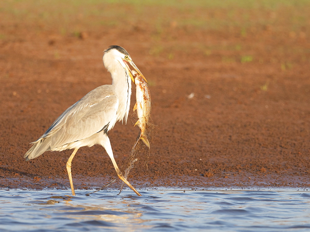 Adult grey heron (Ardea cinerea), with fish at Musango Bush Camp, Lake Kariba, Zimbabwe, Africa