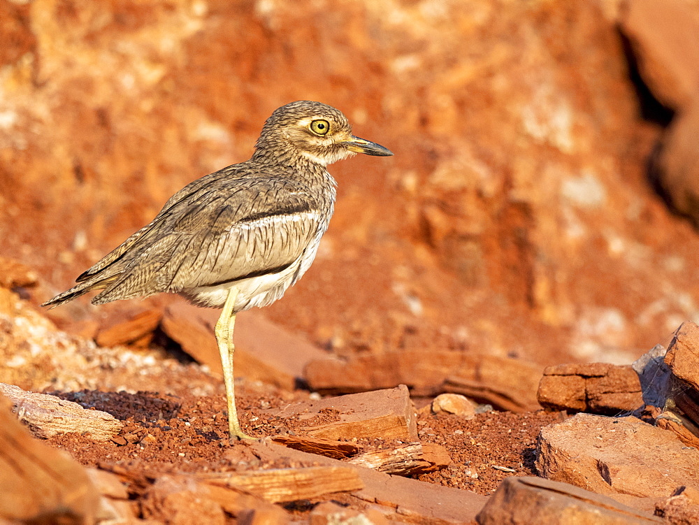 An adult water thick-knee (Burhinus vermiculatus), on the shore of Lake Kariba, Zimbabwe, Africa