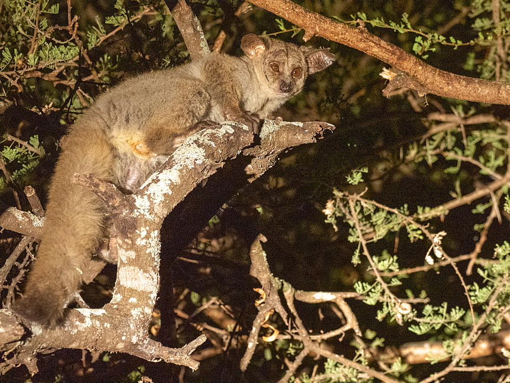 Adult brown greater galago (Otolemur crassicaudatus) at night in the Save Valley Conservancy, Zimbabwe, Africa