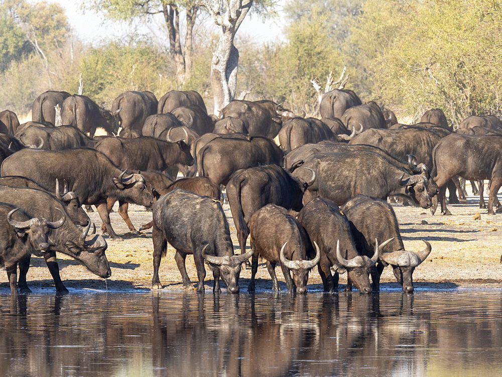 Cape buffalo herd (Syncerus caffer) at a watering hole in Hwange National Park, Zimbabwe, Africa