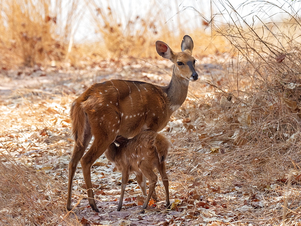 Cape bushbuck (Tragelaphus sylvaticus), mother nursing calf in Musango Bush Camp, Lake Kariba, Zimbabwe, Africa