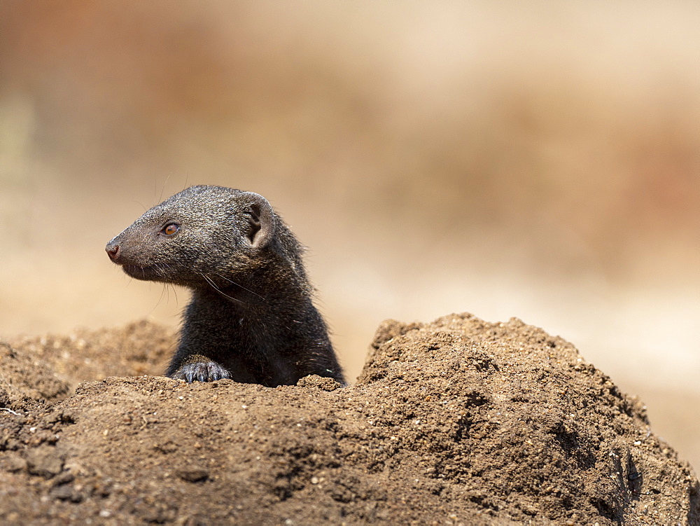 An adult common dwarf mongoose (Helogale parvula), near its burrow in the Save Valley Conservancy, Zimbabwe, Africa