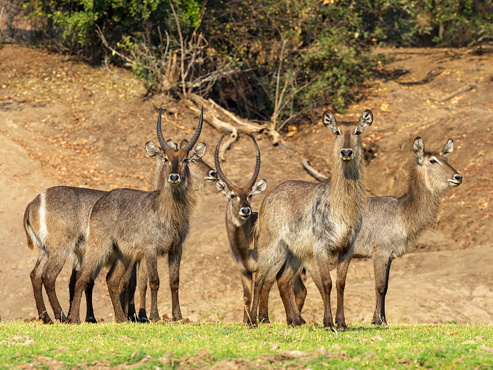 A small herd of common waterbucks (Kobus ellipsiprymnus), on the shoreline of the Lower Zambezi River, Zimbabwe, Africa