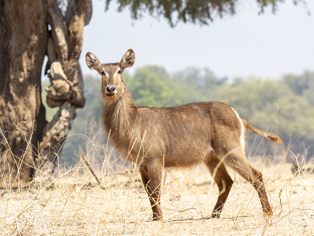 An adult female common waterbuck (Kobus ellipsiprymnus) on the shoreline of the Lower Zambezi River, Zimbabwe, Africa