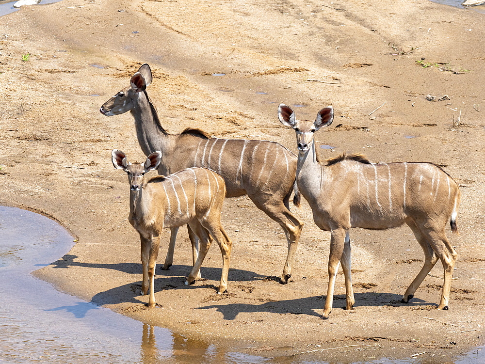 Adult female greater kudus (Tragelaphus strepsiceros), with young in the Save Valley Conservancy, Zimbabwe, Africa