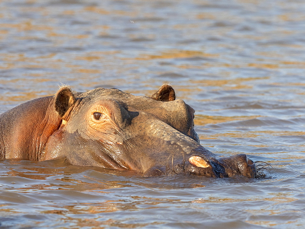 Adult hippopotamus (Hippopotamus amphibius) bathing in Lake Kariba, Zimbabwe, Africa