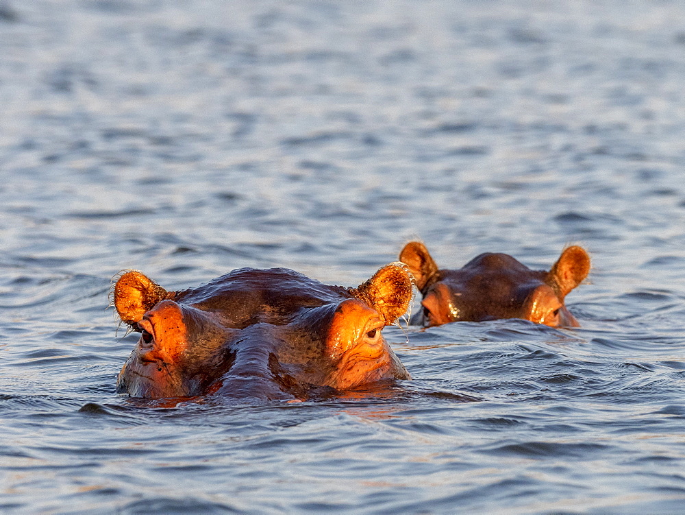 Adult hippopotamuses (Hippopotamus amphibius), bathing in Lake Kariba, Zimbabwe, Africa