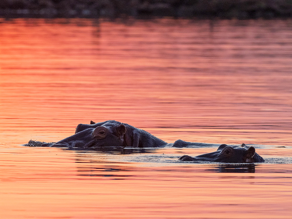 Adult hippopotamusus (Hippopotamus amphibius), bathing at sunset in Lake Kariba, Zimbabwe, Africa