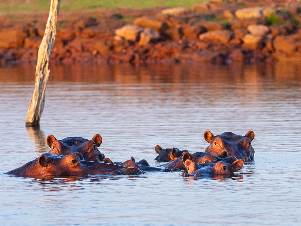 Adult hippopotamuses (Hippopotamus amphibius), bathing at sunset in Lake Kariba, Zimbabwe, Africa