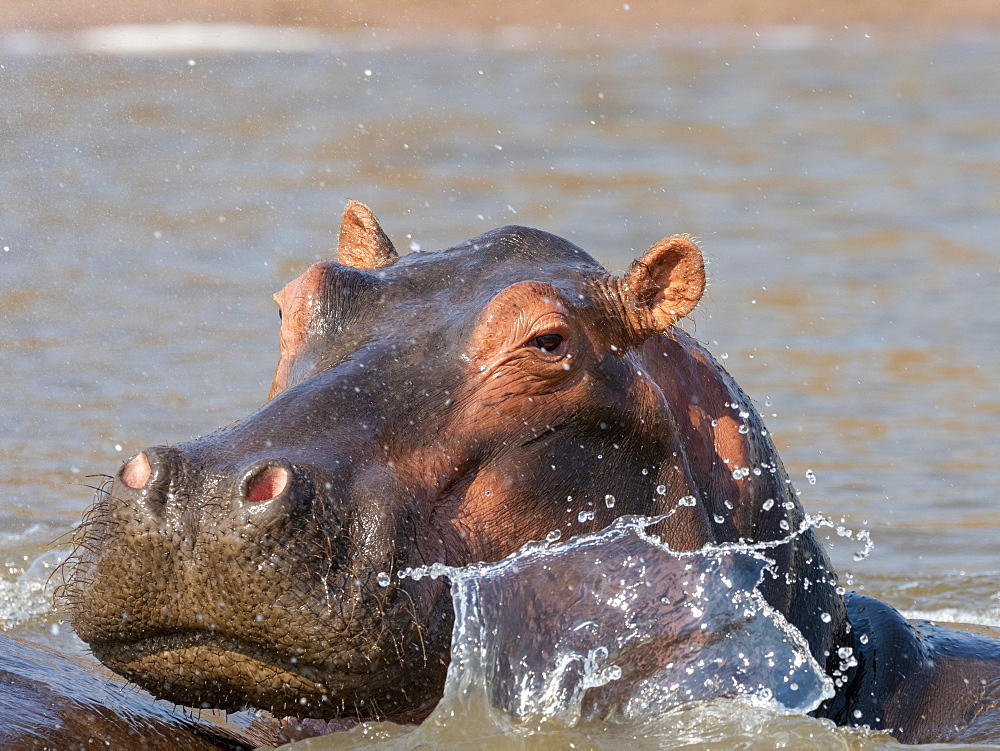 Adult hippopotamus (Hippopotamus amphibius), bathing in Lake Kariba, Zimbabwe, Africa