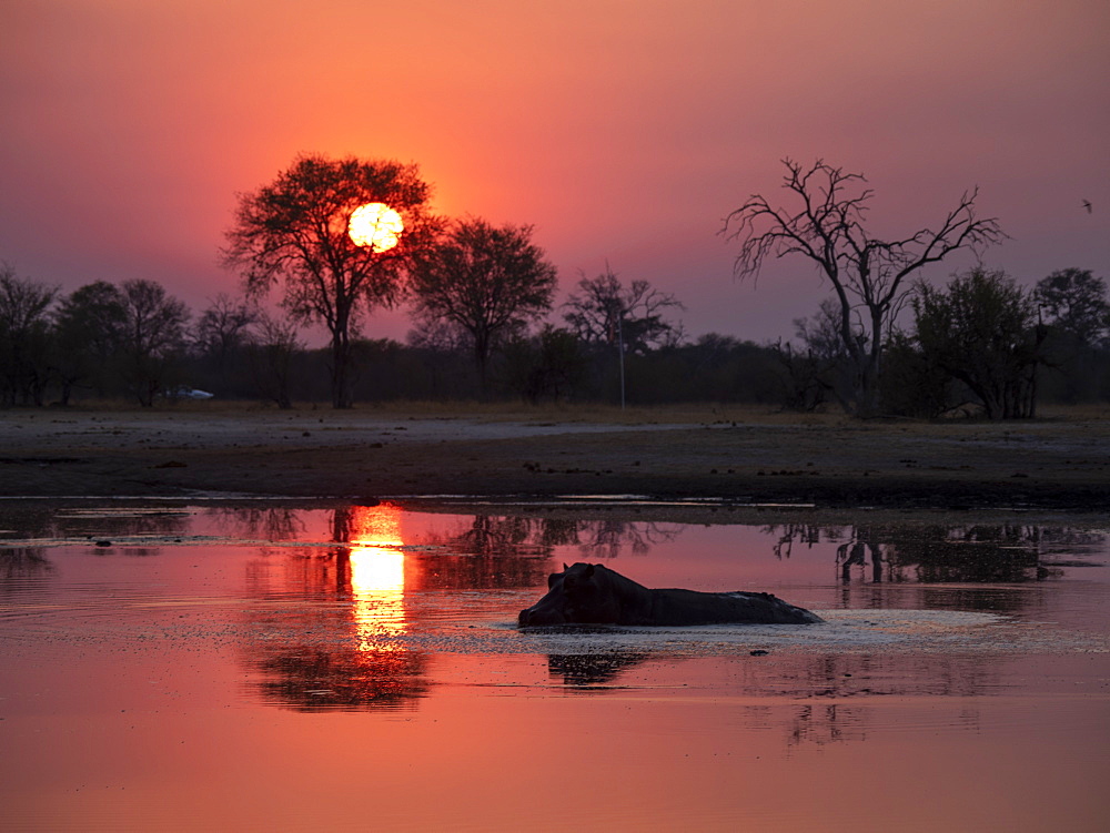 Adult hippopotamus (Hippopotamus amphibius) bathing at sunset in Hwange National Park, Zimbabwe, Africa