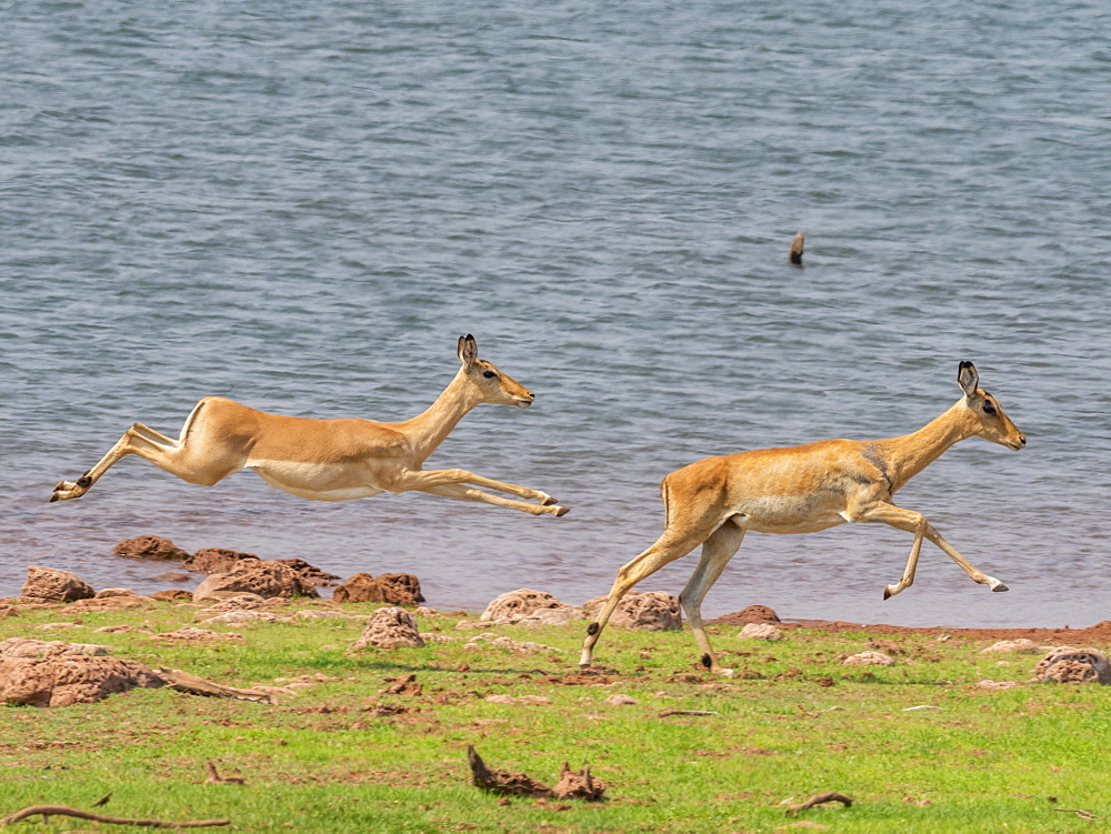 Adult impalas (Aepyceros melampus), running along the shoreline of Lake Kariba, Zimbabwe, Africa