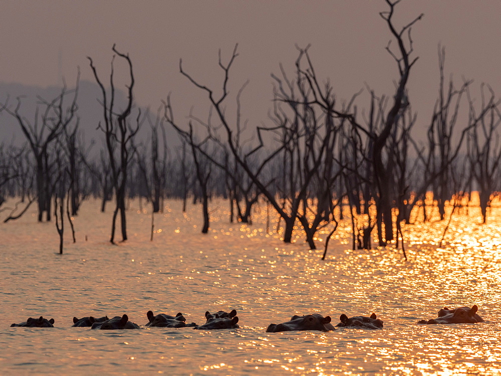 Adult hippopotamuses (Hippopotamus amphibius), bathing at sunset in Lake Kariba, Zimbabwe, Africa