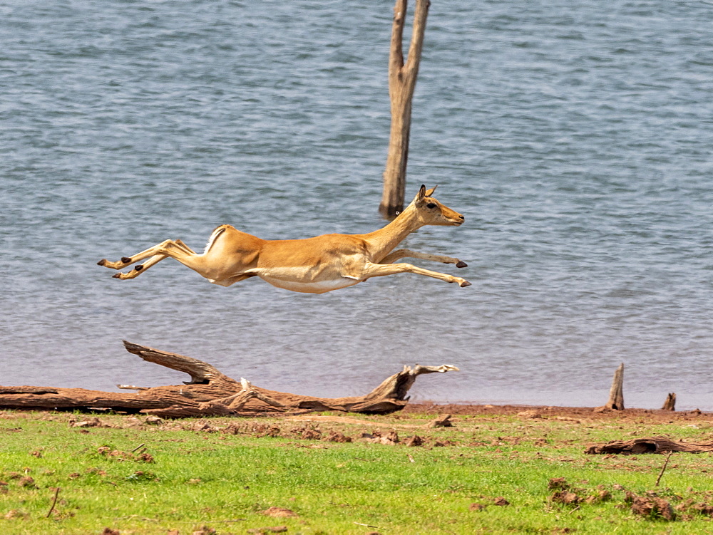 Adult impala (Aepyceros melampus), running along the shoreline of Lake Kariba, Zimbabwe, Africa