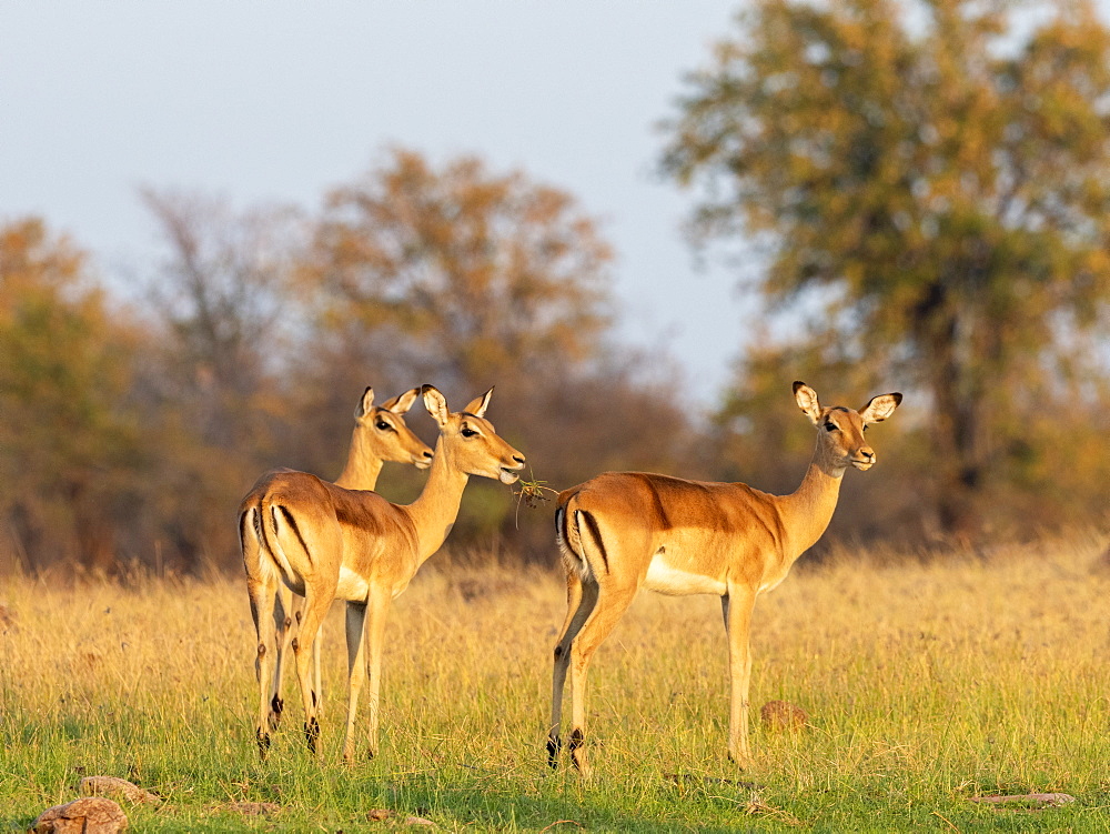 Adult female impalas (Aepyceros melampus) along the shoreline of Lake Kariba, Zimbabwe, Africa