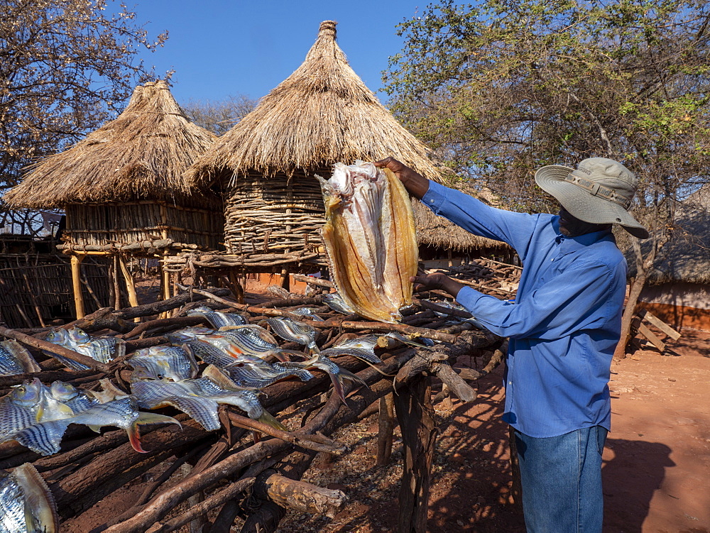 The days catch of fish drying in the sun in the fishing village of Musamba, on the shoreline of Lake Kariba, Zimbabwe, Africa