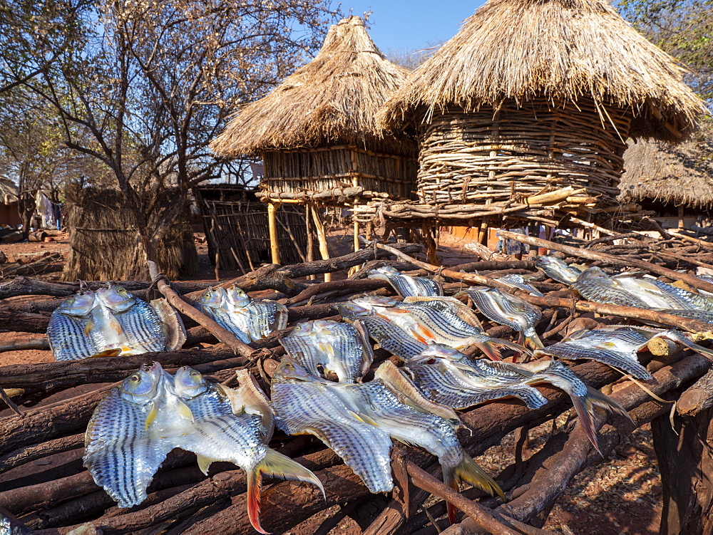 The days catch of fish drying in the sun in the fishing village of Musamba, on the shoreline of Lake Kariba, Zimbabwe, Africa