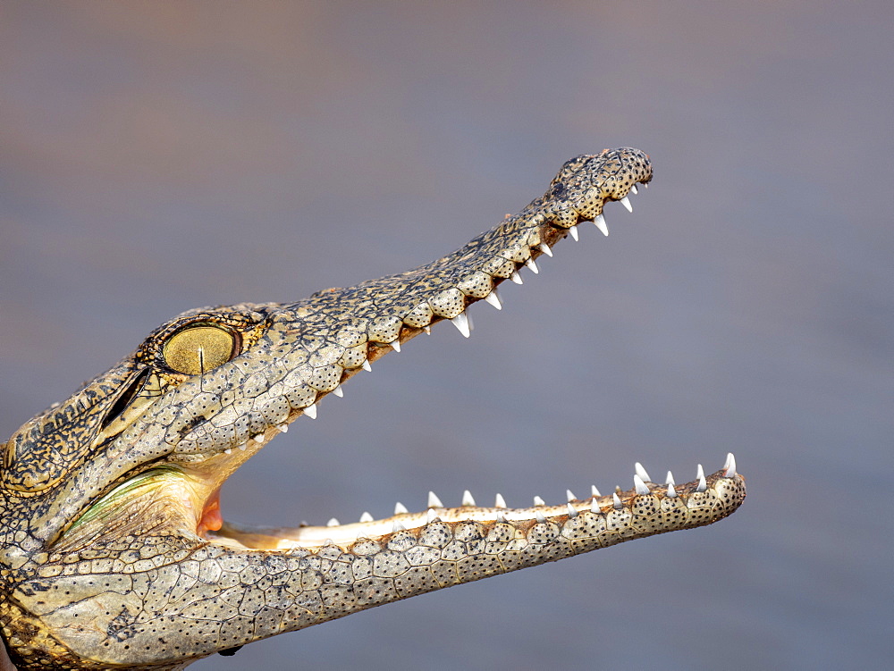 Head detail of a juvenile Nile crocodile (Crocodylus niloticus), basking in the sun, Lake Kariba, Zimbabwe, Africa