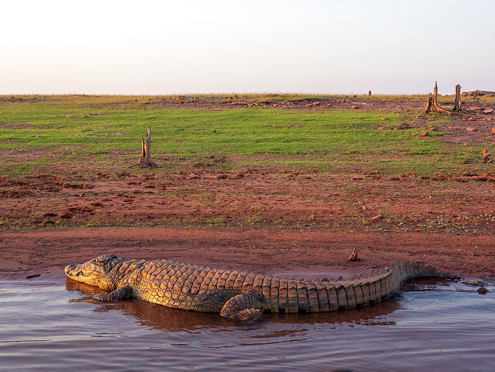 An adult Nile crocodile (Crocodylus niloticus), basking in the sun on the shoreline of Lake Kariba, Zimbabwe, Africa