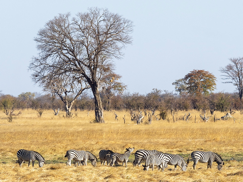 A herd of plains zebras (Equus quagga) grazing in Hwange National Park, Zimbabwe, Africa