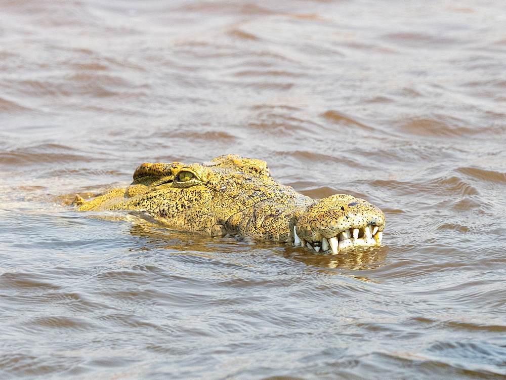 An adult Nile crocodile (Crocodylus niloticus), in the water near the shoreline of Lake Kariba, Zimbabwe, Africa