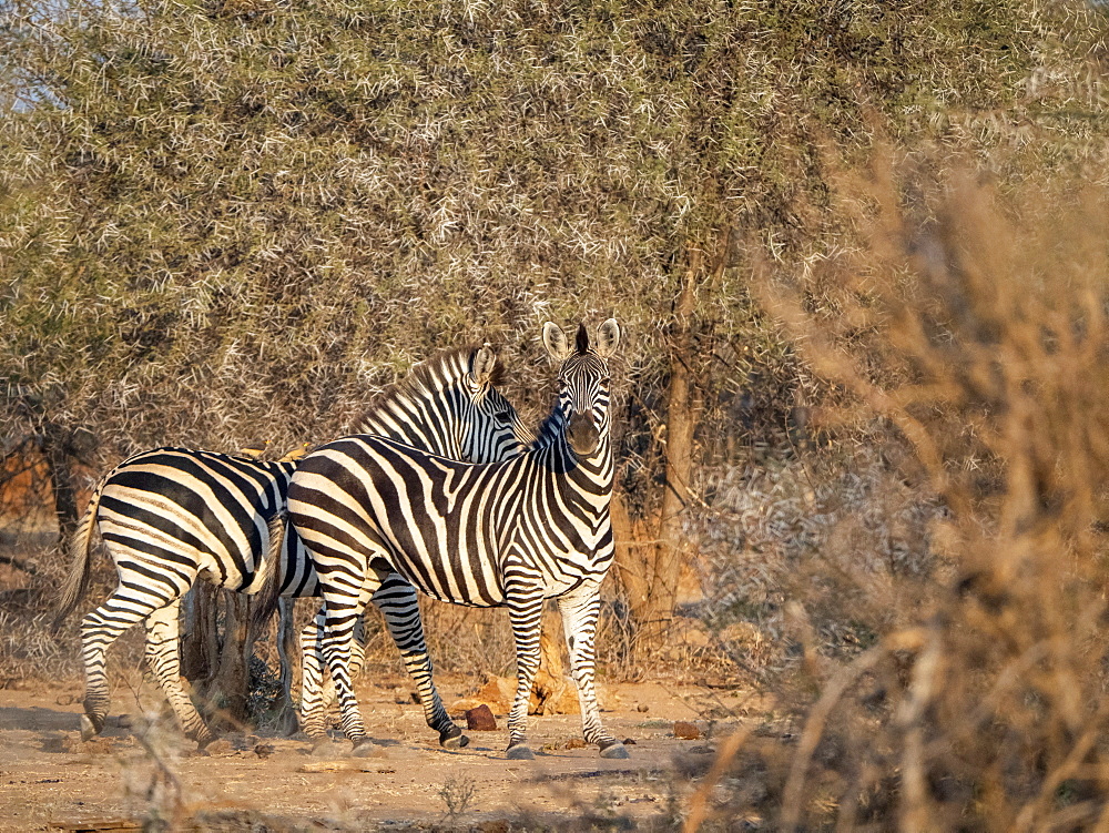 Adult plains zebras (Equus quagga), in Save Valley Conservancy, Zimbabwe, Africa