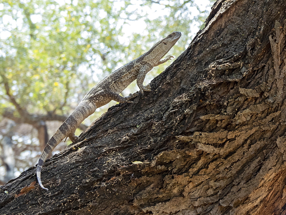 Adult white-throated savanna monitor (Varanus albigularis), climbing a tree in the Save Valley Conservancy, Zimbabwe, Africa